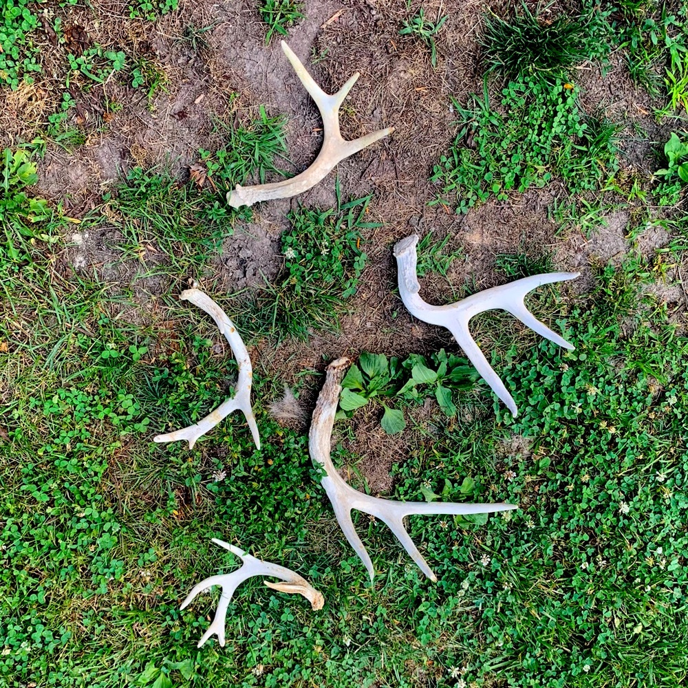 ANTLERS (5)